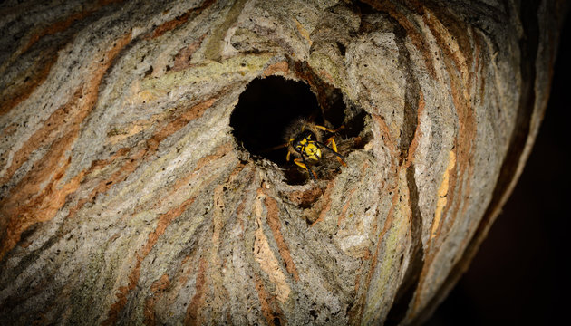 detail entrance poking a hornet's nest with aggressive wasp, focus on mandibles wasp