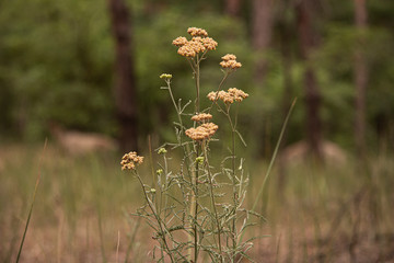 field of flowers