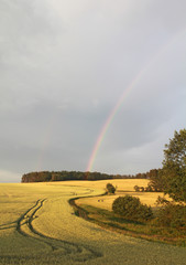 Rainbow over a field of wheat