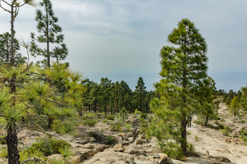 Stony path at upland surrounded by pine trees at sunny day. Clear blue sky and some clouds along the horizon line. Rocky tracking road in dry mountain area with needle leaf woods. Tenerife