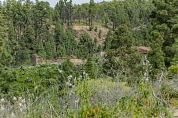 Stony path at upland surrounded by pine trees at sunny day. Clear blue sky and some clouds along...