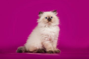 Funny cute kitten sitting on pink background