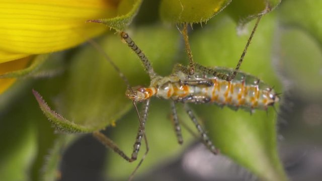 Steady, close up shot of an orange phyllium on leaves.