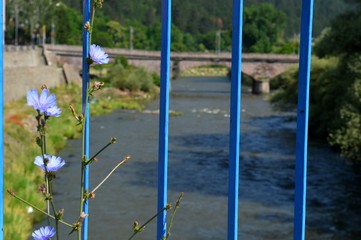 Fototapeta na wymiar blue flower entangled in the fence of the bridge