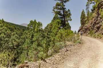 Fototapeta na wymiar Stony path at upland surrounded by pine trees at sunny day. Clear blue sky and some clouds above the forest. Rocky tracking road in dry mountain area with needle leaf woods. Tenerife