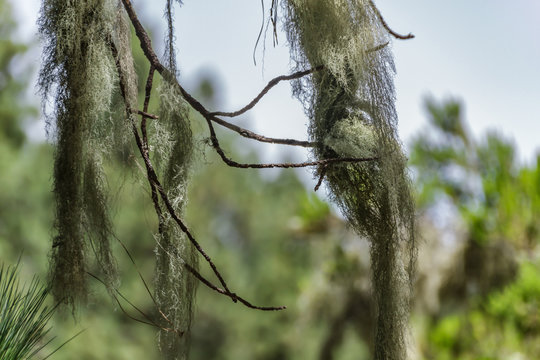Long hair of Usnea barbata lichen hanging from old dry branches of canarian pine tree. Close up, Blurred background. Selective focus. Old pine forest. Tenerife, Canary Islands