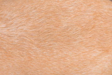 dog wool. wool texture. pile