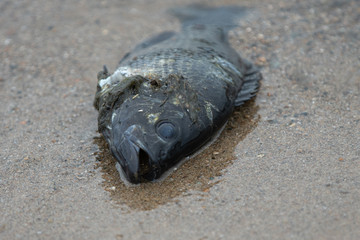 gills of fish are covered with debris as it lies on the seashore
