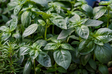 Close up of fresh green basil or ocimum basilicum leaves in direct sunlight, in a summer garden, soft focus