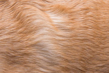 dog wool. wool texture. pile