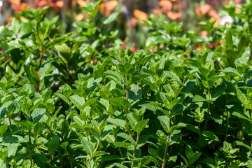 Close up of fresh green mint leaves in direct sunlight, in a summer garden, soft focus