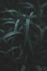 Background dew drops on bright green grass after rain. Wet grass closeup with water drops after rain. Fresh plants background. Herbs with dew drops look like transparent pearls.