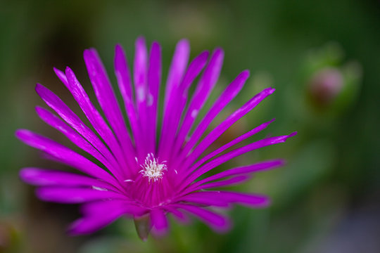 Ice Plant