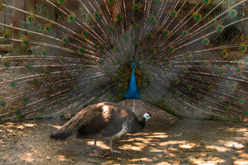 Male and female Pavo cristatus (Peacock) bird with big 