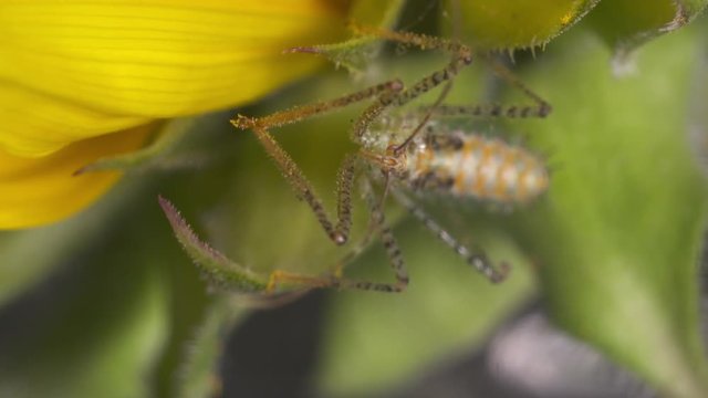 Steady, extreme close up shot of an orange phyllium rubbing its legs together.