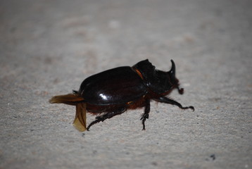 Male Rhino Dung Beetle, Scarab Beetle