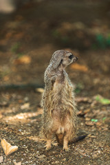 Suricate is a small carnivoran belonging to the mongoose family, live in Botswana, Namibia and southwestern Angola, and in South Africa.