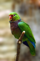 The vinaceous-breasted amazon (Amazona vinacea) sitting on the branch.