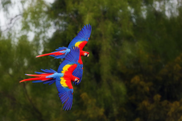 The scarlet macaw (Ara macao) flying through forest with green background. Dvojice velkých papoušků při letu. Macaw pair flying high in the greenery of trees.