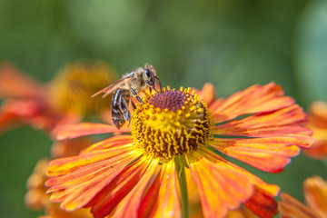 Honey bee covered with yellow pollen drink nectar, pollinating orange flower. Inspirational natural floral spring or summer blooming garden or park background. Life of insects. Macro close up