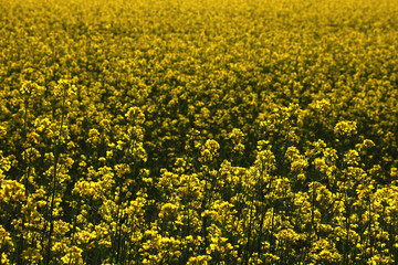 Obraz premium blooming yellow field in spring or summer, background