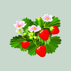 Strawberry bush. Plant with leaves and flowers and strawberries. Vector illustration.
