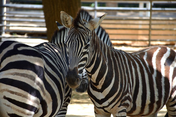 Zebra Resting on the Shade and Looking