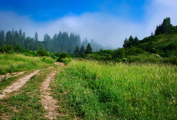 Fototapeta na wymiar field path into a misty forest in the morning