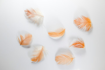 Fototapeta na wymiar Beautiful abstract close up color white brown and orange feathers on white isolated background and wallpaper