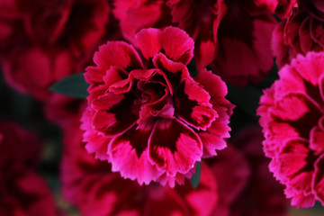 Beautiful red carnation flower