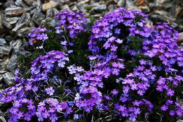 Big bush of bright blue flowers, background