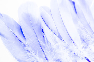 Beautiful abstract close up white light blue feathers on white background and purple feathers background and wallpaper