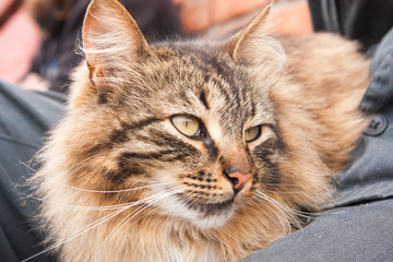 happy serious cat on his master's lap