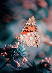 Magic background with painted lady butterfly. Close up photo of butterfly on a garden flower.