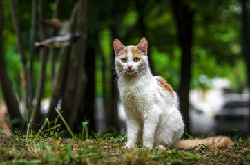 Naklejka na ściany i meble Two-colored cat in a green garden is turned back and washed