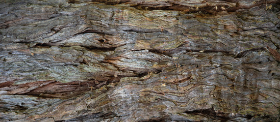 Background of a sequoia trunk