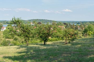 Obstbäume in Werder (Havel) in Brandenburg