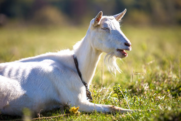 Portrait of white goat with beard on blurred bokeh background. Farming of useful animals concept.