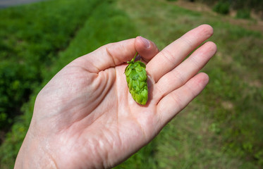 green hop in hand