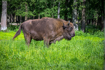 European bison, wisent