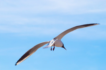 seagull flying in the blue sky