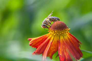 Honey bee covered with yellow pollen drink nectar, pollinating orange flower. Inspirational natural floral spring or summer blooming garden or park background. Life of insects. Macro close up