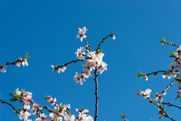 Almond tree pink blossoms in blue spring sky background.