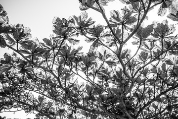 Árvores Preto e Branco em Iguape