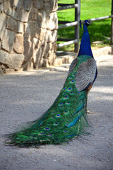 Obraz premium Peacock from the Back Walking on the Street