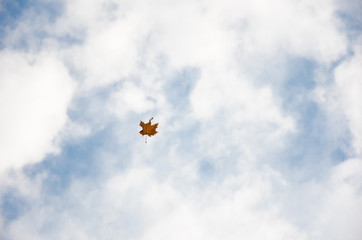 Maple leaf in the sky. Autumn maple leaf flying away against the blue sky with clouds