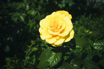 Beautiful rose in the garden