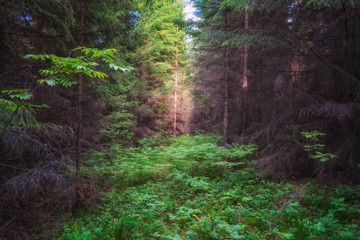 Fototapeta premium Dark fir forest. Dark mossy forest trees background. Mossy forest trees view.
