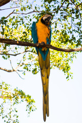 colorful parrot on a branch