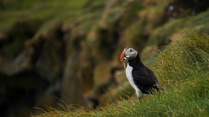 The iconic puffin with a mouthful of sand eels in South Iceland